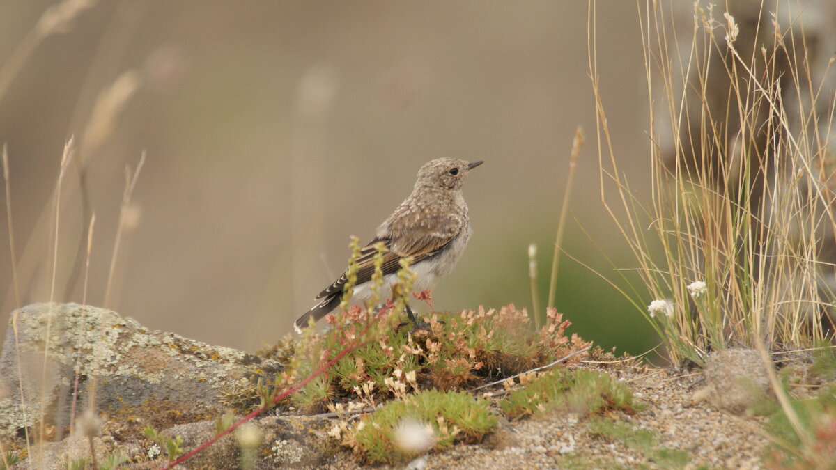 Каменка - Михаил Жуковский Каменка - Михаил Жуковский