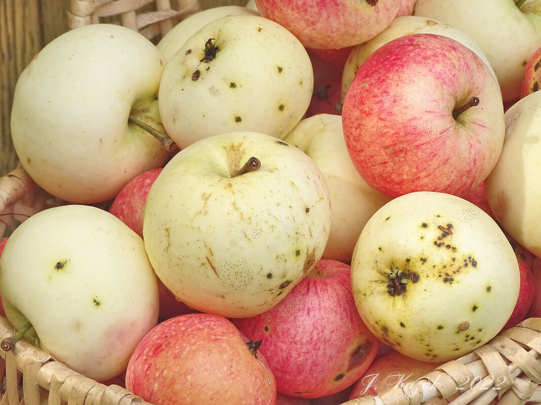 *** - Елена Kазак (selena1965)