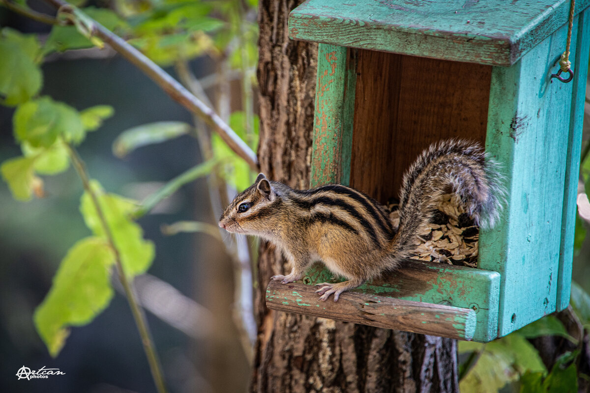 бурундук - Аркан Арканович бурундук - Аркан Арканович