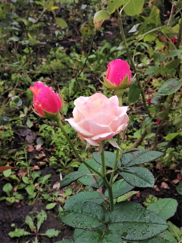 ,,, - Сергей Тимоновский