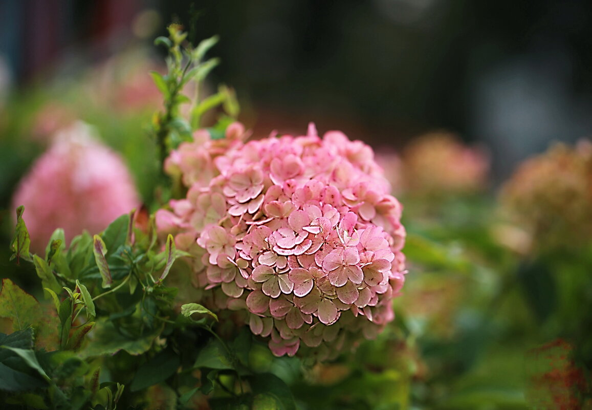 Гортензия - ZNatasha -