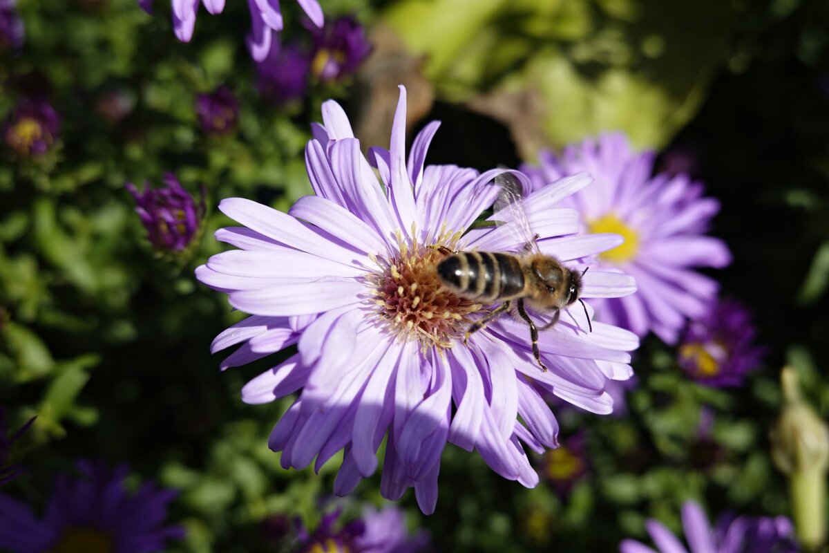 ... - Galina Dzubina