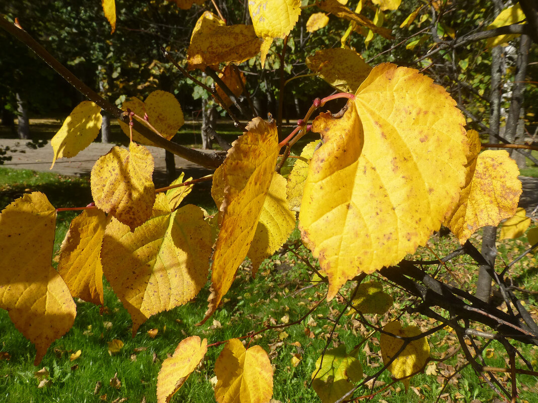 Осень в парке Горького - Наиля Осень в парке Горького - Наиля