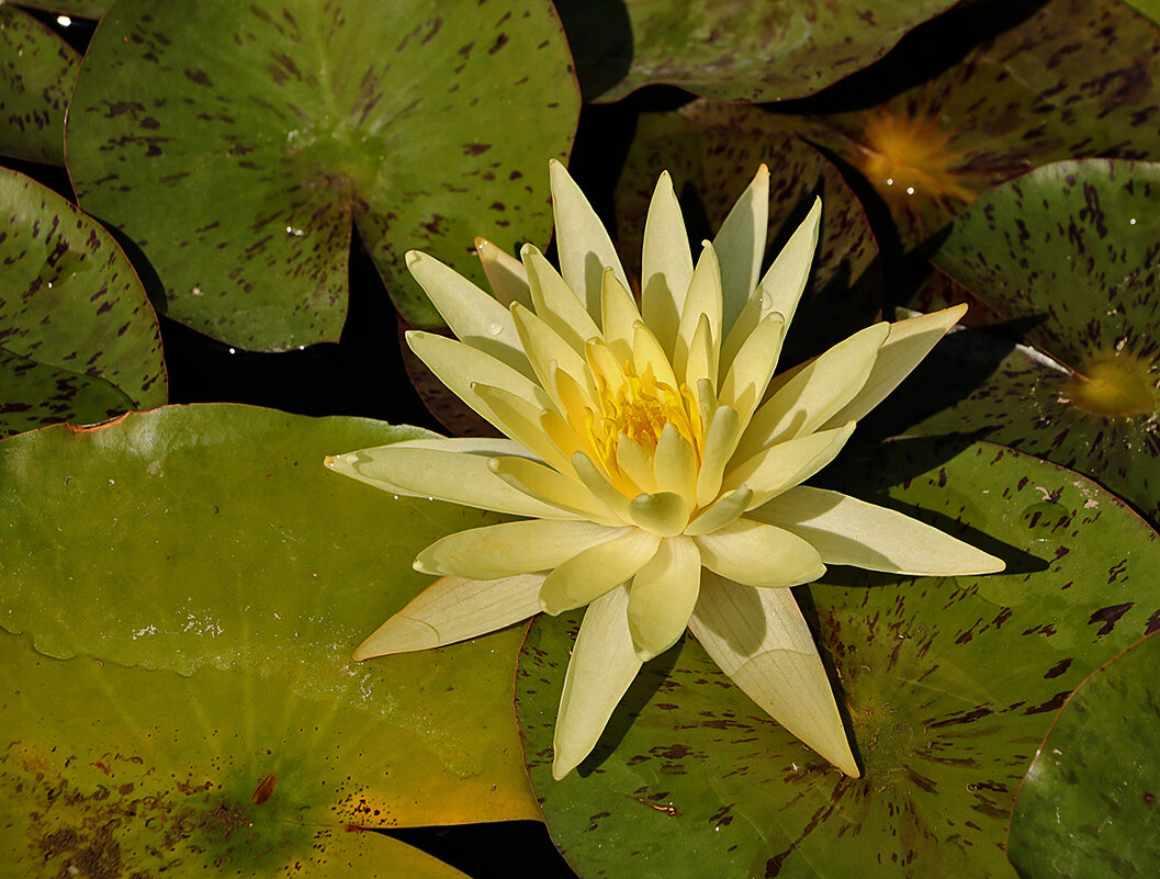 Нимфея - Светлана 