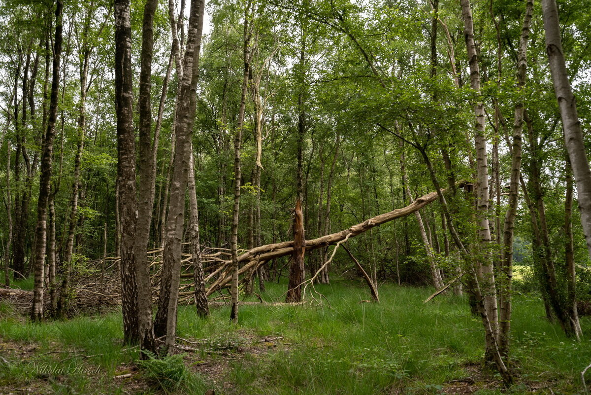 *** - Николай Гирш