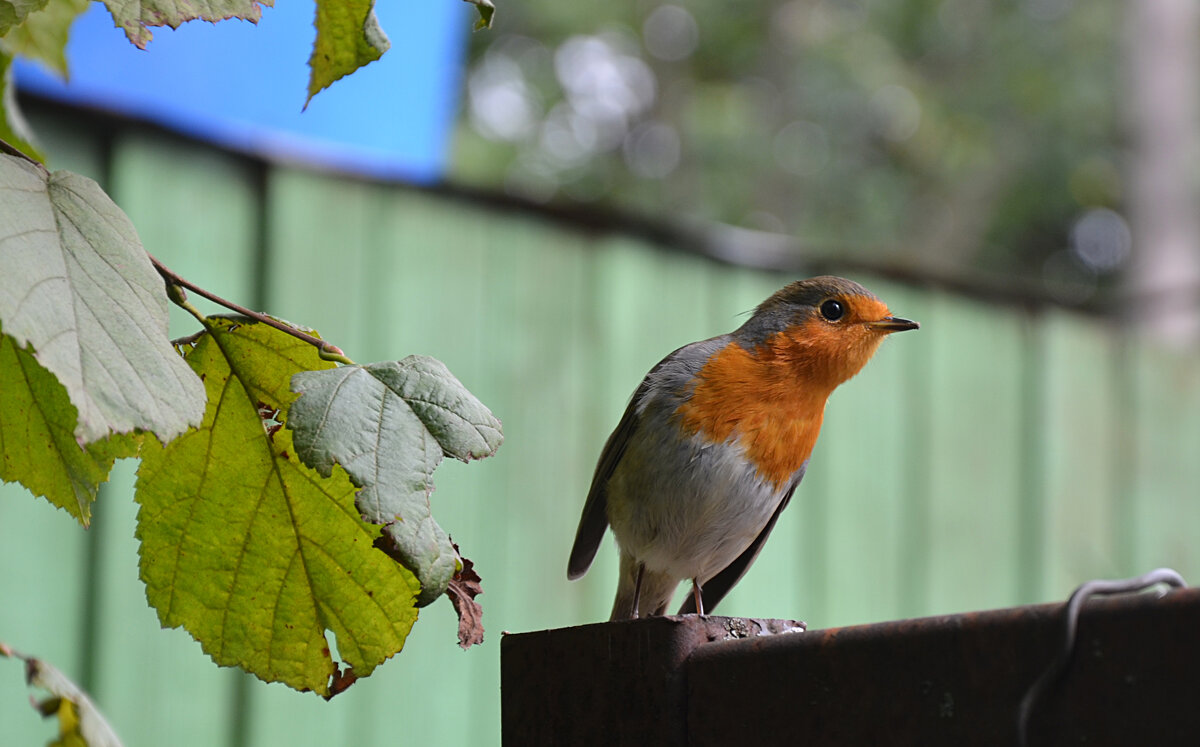 Калужская область. Балабаново. Любопытная малиновка. - Наташа ***** Калужская область. Балабаново. Любопытная малиновка. - Наташа *****