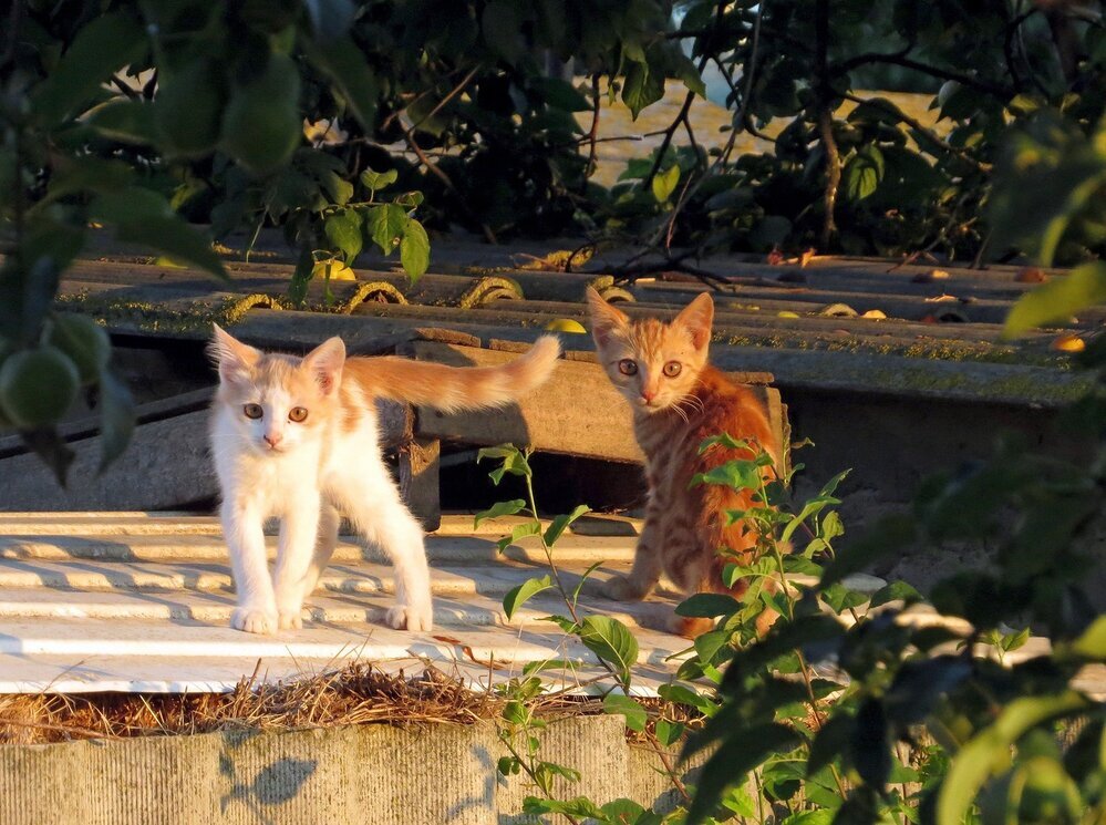 Котята на крыше - Вера Щукина