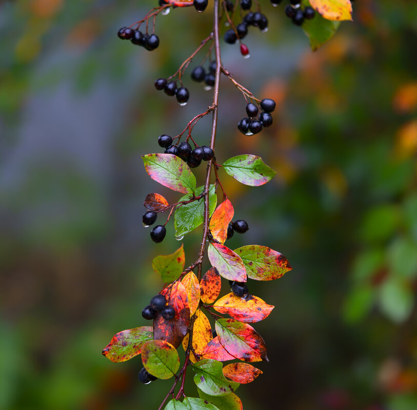 сентябрь - Zinovi Seniak