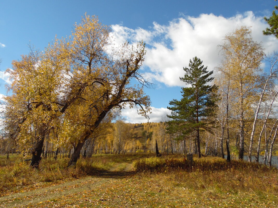 Всю красоту в себя вобрала осень. - nadyasilyuk Вознюк