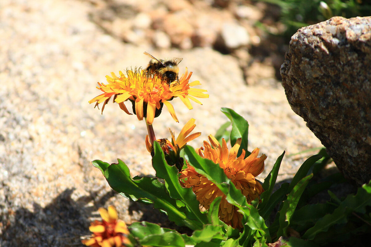шмель на высоте 3000 м - Олег Петрушин шмель на высоте 3000 м - Олег Петрушин
