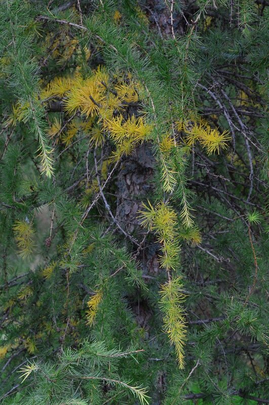 Красота - Oleg4618 Шутченко