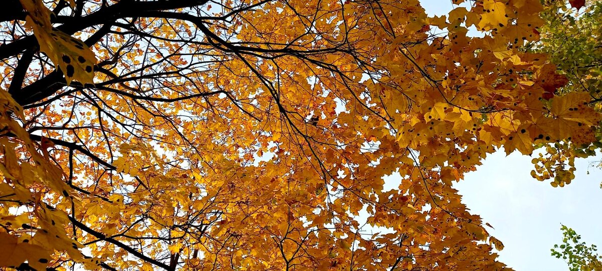 Горит на солнышке листва. - Елена Виноградова