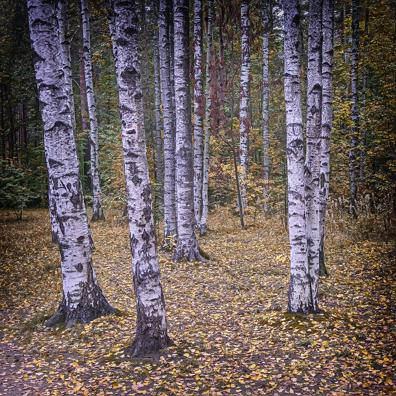 Березы - Александр 