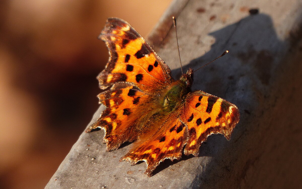 2 ноября ещё летают...(наверное, последние...) 2 - Александр Прокудин 2 ноября ещё летают...(наверное, последние...) 2 - Александр Прокудин