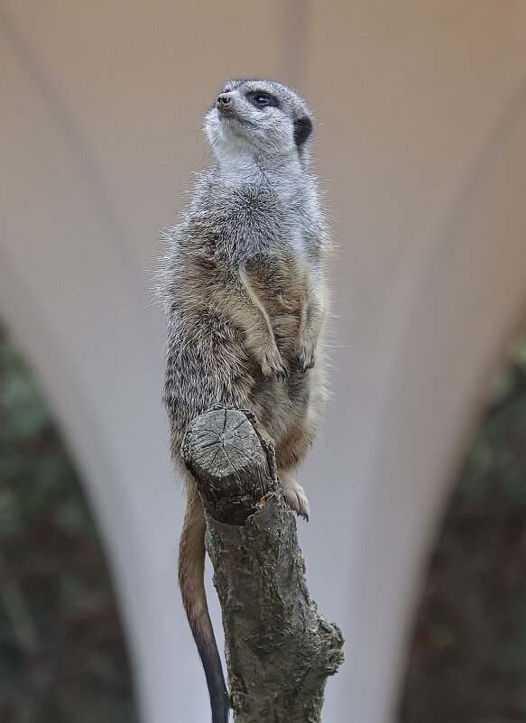 **** - Alexander Andronik