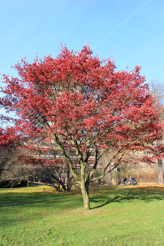 осенний салют - Светлана Ан