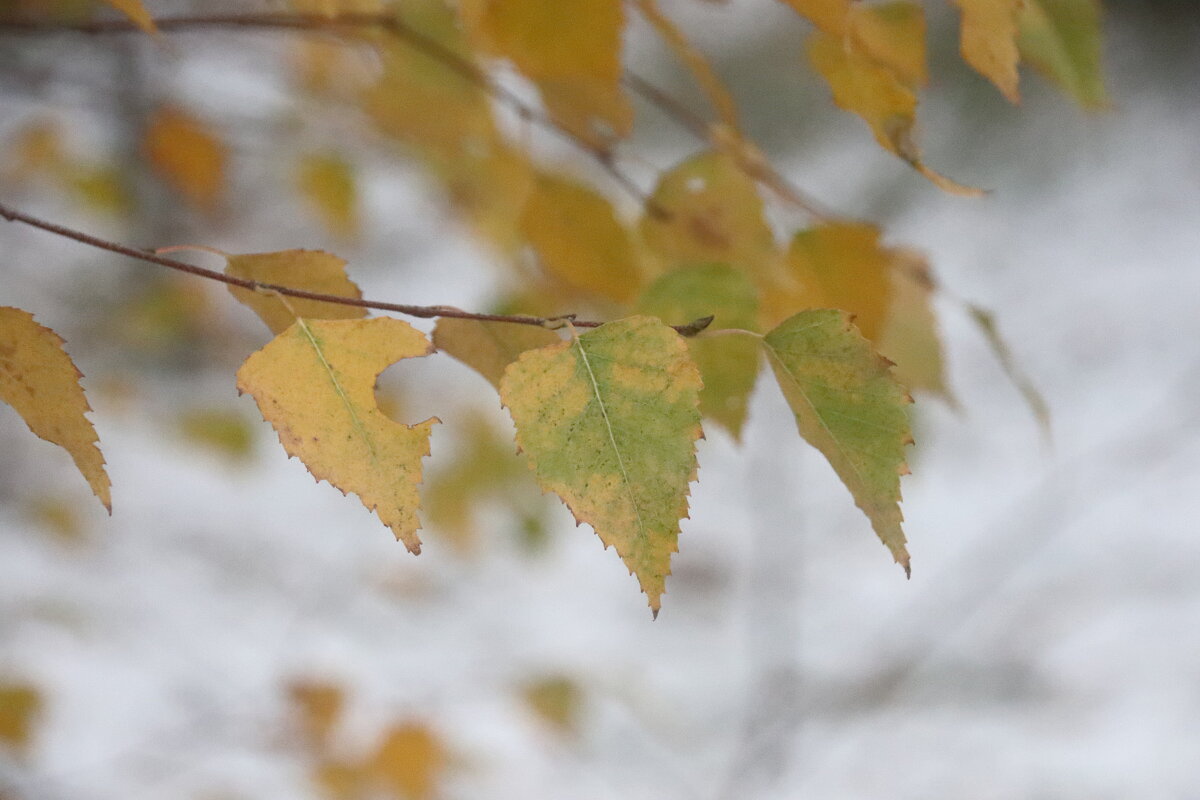 Осень уходит. - Вячеслав. Синицын Осень уходит. - Вячеслав. Синицын