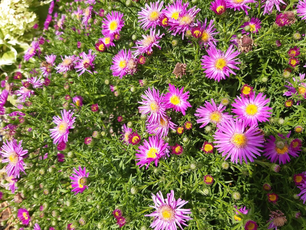 Маргаритки - Галина Минчук Маргаритки - Галина Минчук