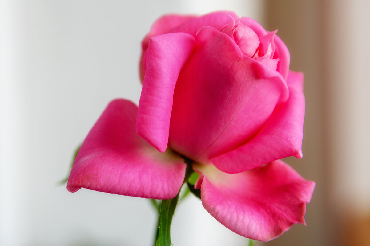 Королева красоты. - Виктор Иванович Чернюк Королева красоты. - Виктор Иванович Чернюк