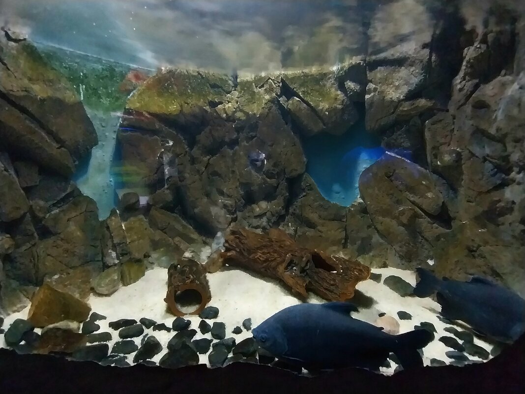 Зоопарк Almaty. - Murat Bukaev 