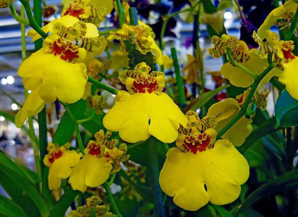 Орхидея - Вера Щукина Орхидея - Вера Щукина