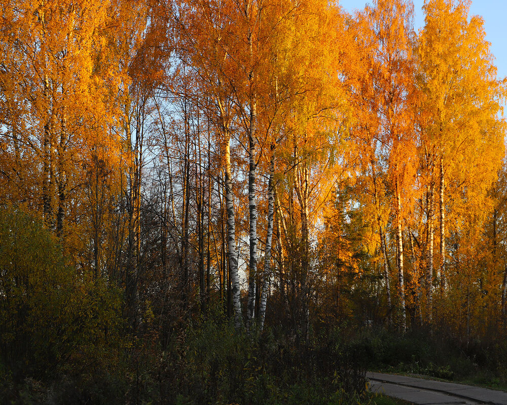 Осень - краснов юрий 