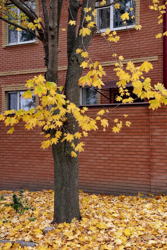 Клён полуопавший - Константин Бобинский