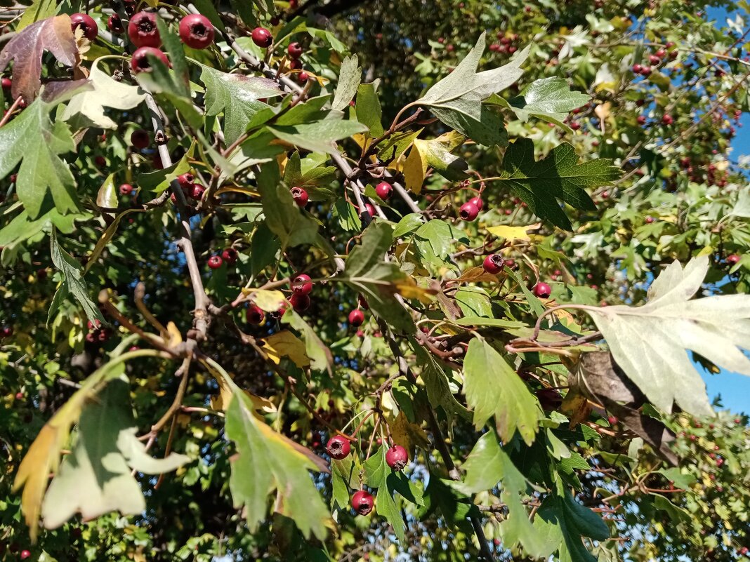 Плоды осени. - Владимир Драгунский