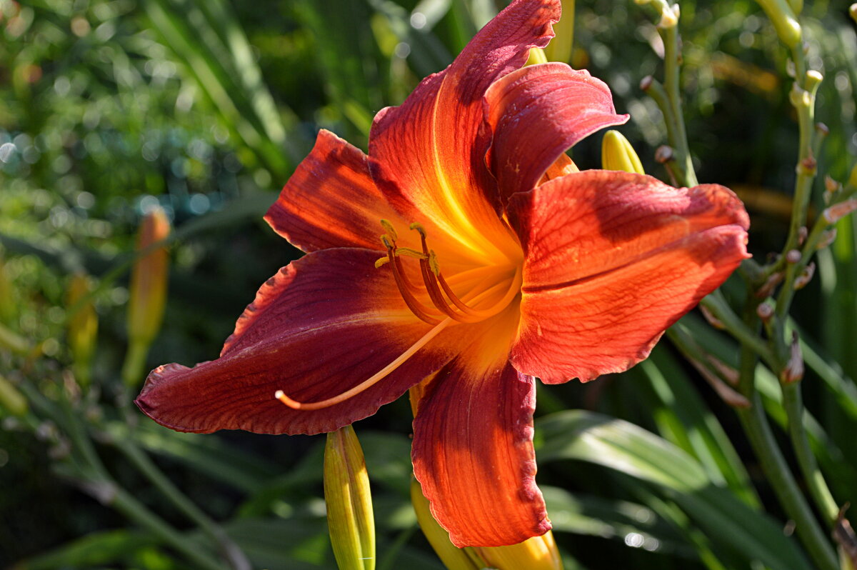 Летняя нега вечера - Татьяна Лютаева Летняя нега вечера - Татьяна Лютаева