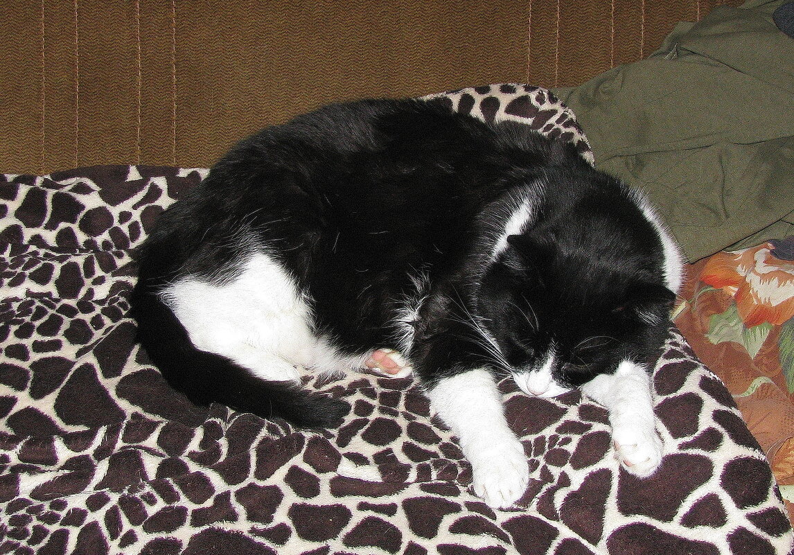 После сытного обеда - Людмила Смородинская После сытного обеда - Людмила Смородинская