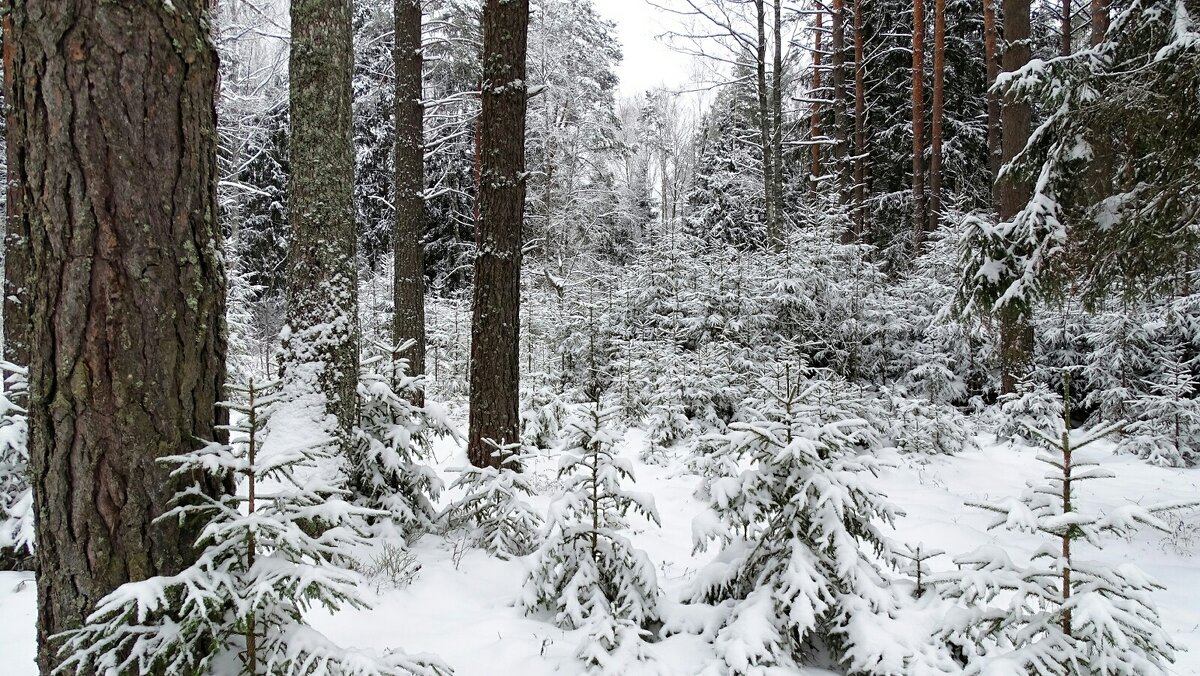 Катыньский лес. - Милешкин Владимир Алексеевич 