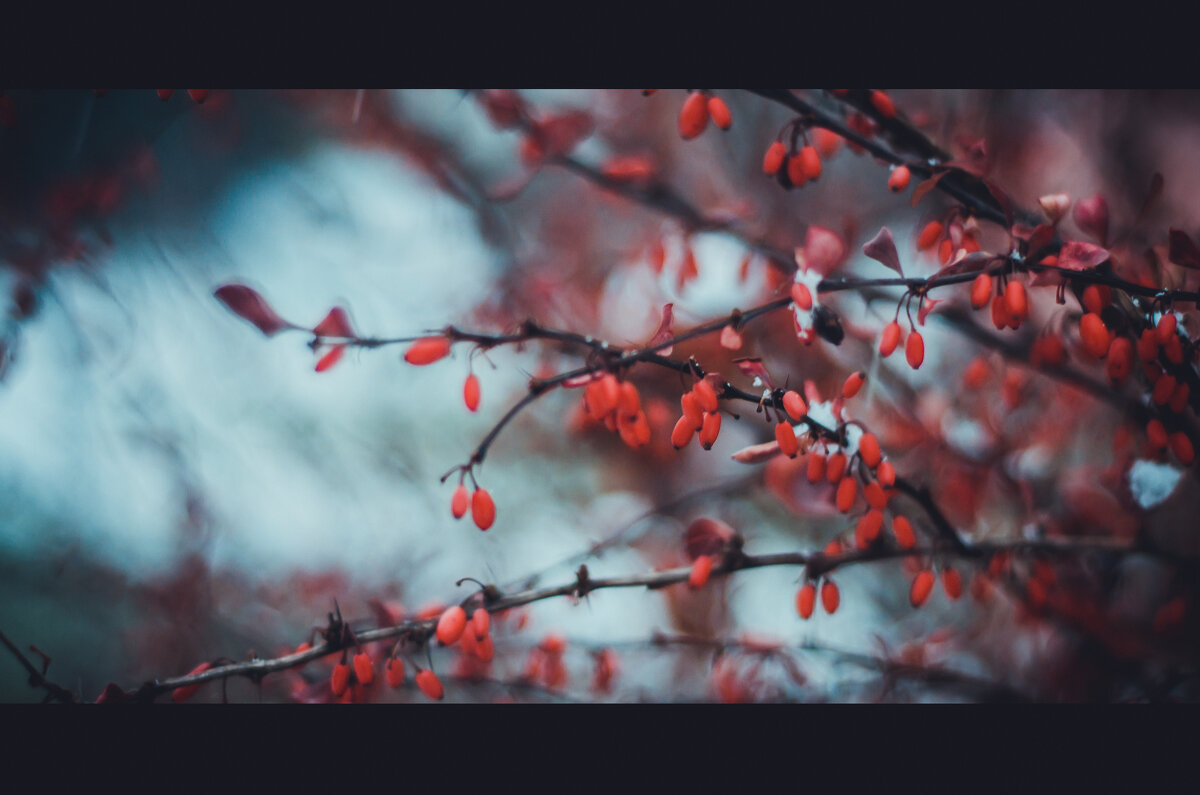 барбарис - Сергей Антонов