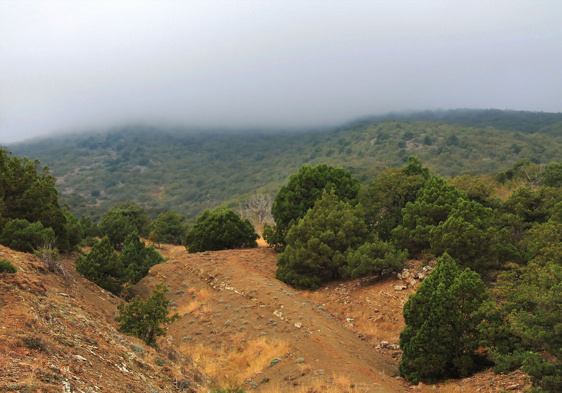 надвигается - РозаВетроф 
