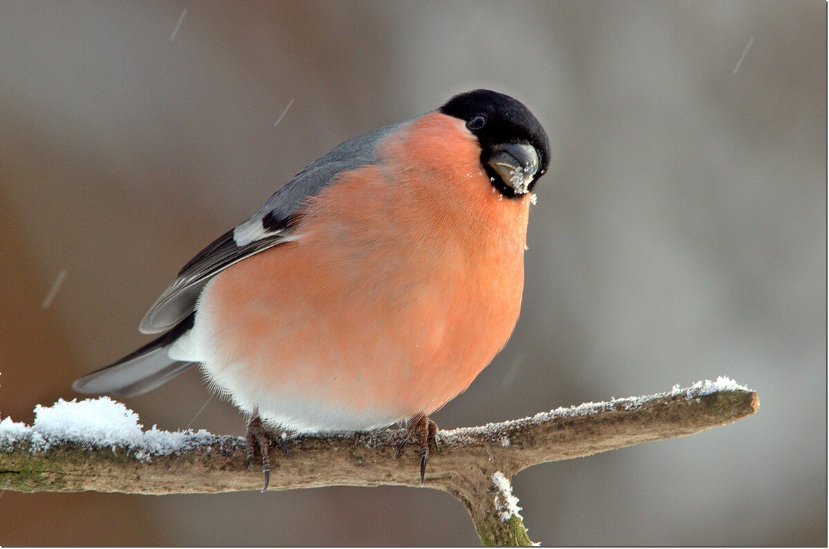 С наступающим Новым Годом! - Вячеслав Минаев С наступающим Новым Годом! - Вячеслав Минаев