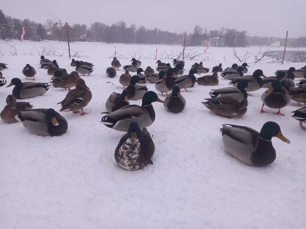 Утки - Сапсан 