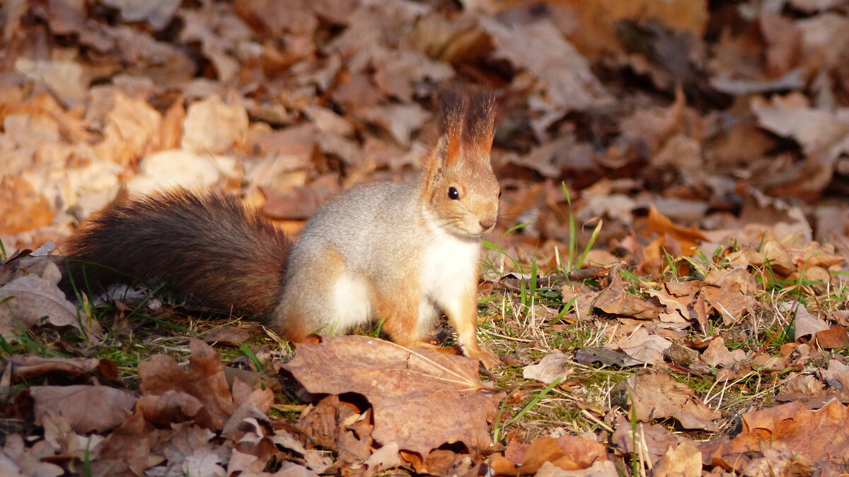 про белок 4 - Александр Прокудин про белок 4 - Александр Прокудин