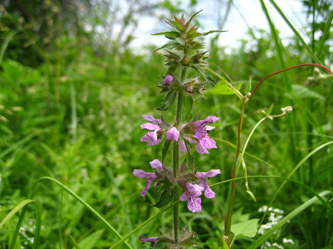 Чистец болотный (Stachys palustris) - Anna Ivanova