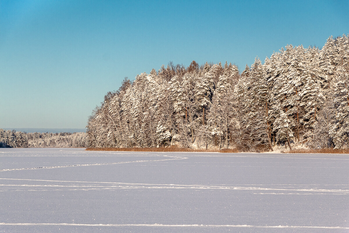 Один день из жизни зимнего леса - Svetlana Komarova Один день из жизни зимнего леса - Svetlana Komarova
