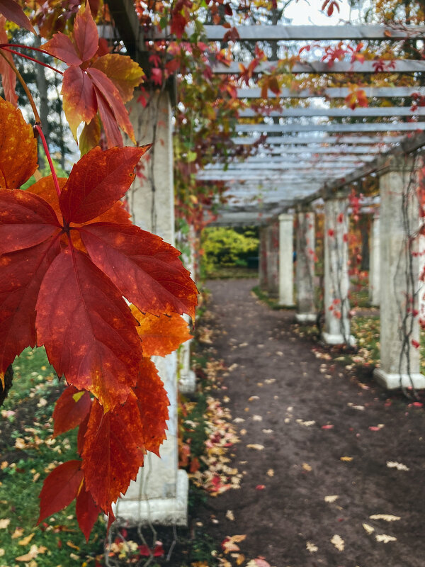 Ораниенбаум - Юлия Бабаева Ораниенбаум - Юлия Бабаева