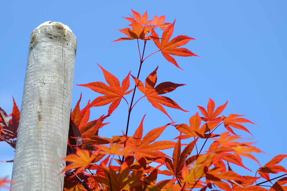 Аcer palmatum "Purpureum" Пурпурный японский клен - wea *