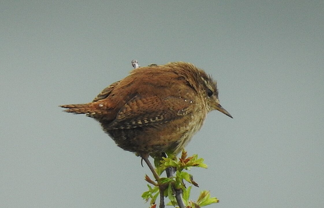 Крапивник - Natalia Harries Крапивник - Natalia Harries