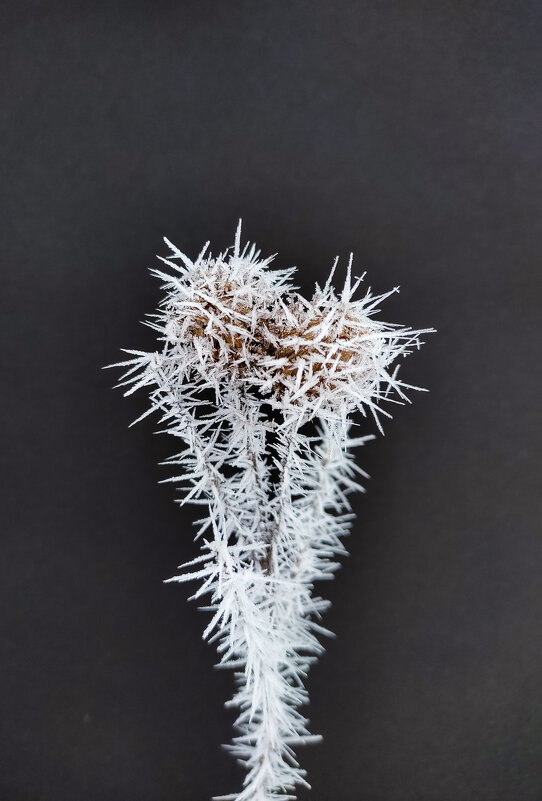 Колючки в квадрате - Юля Жуковская