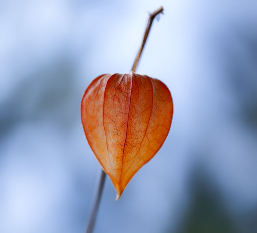 физалис - Zinovi Seniak физалис - Zinovi Seniak