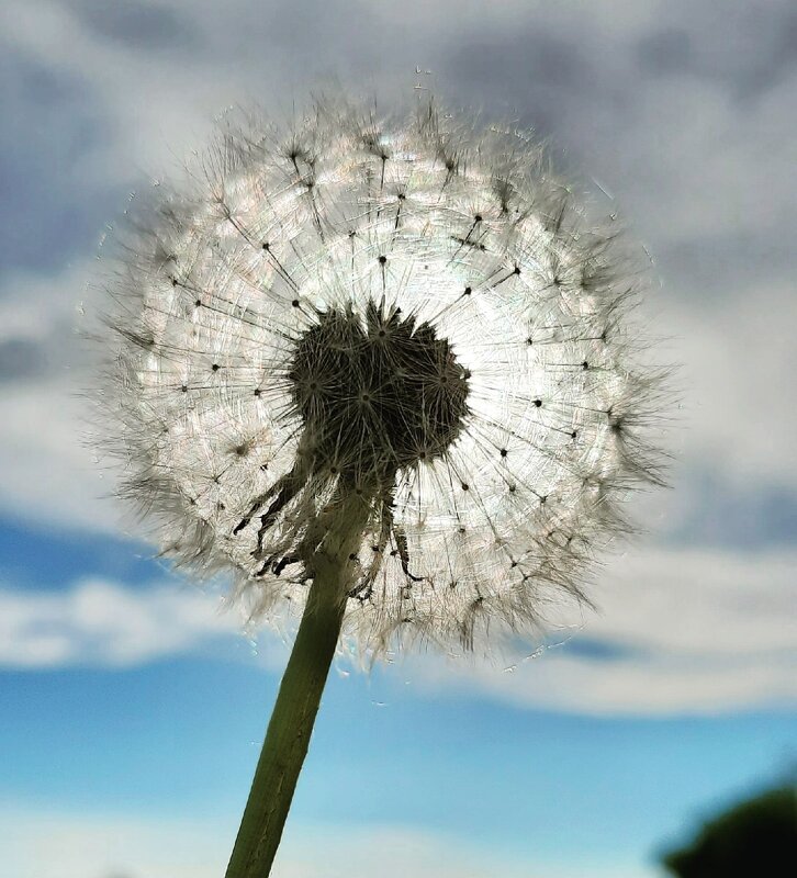 Летнее солнышко - Виктория 