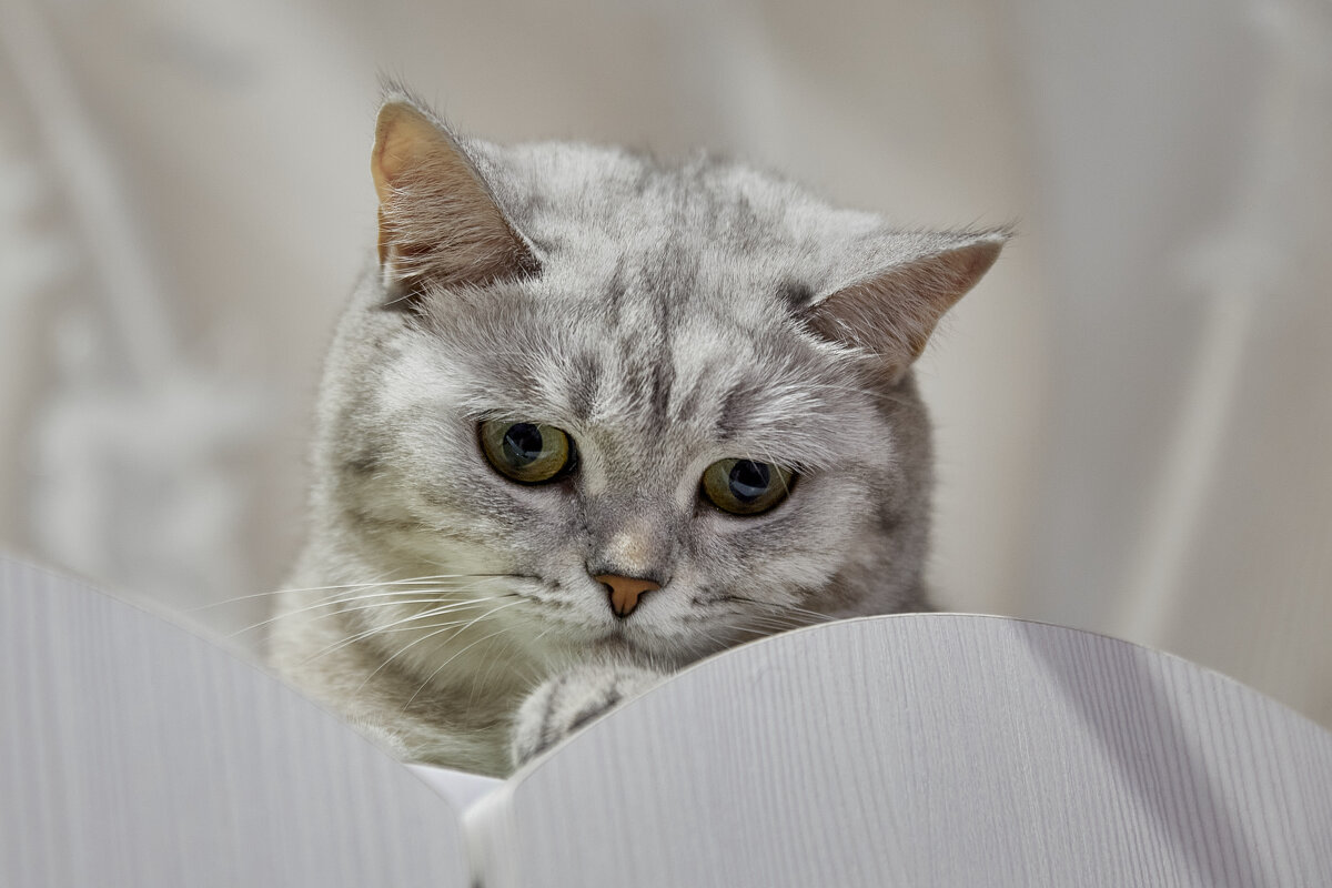 взгляд - Алексей Швецов