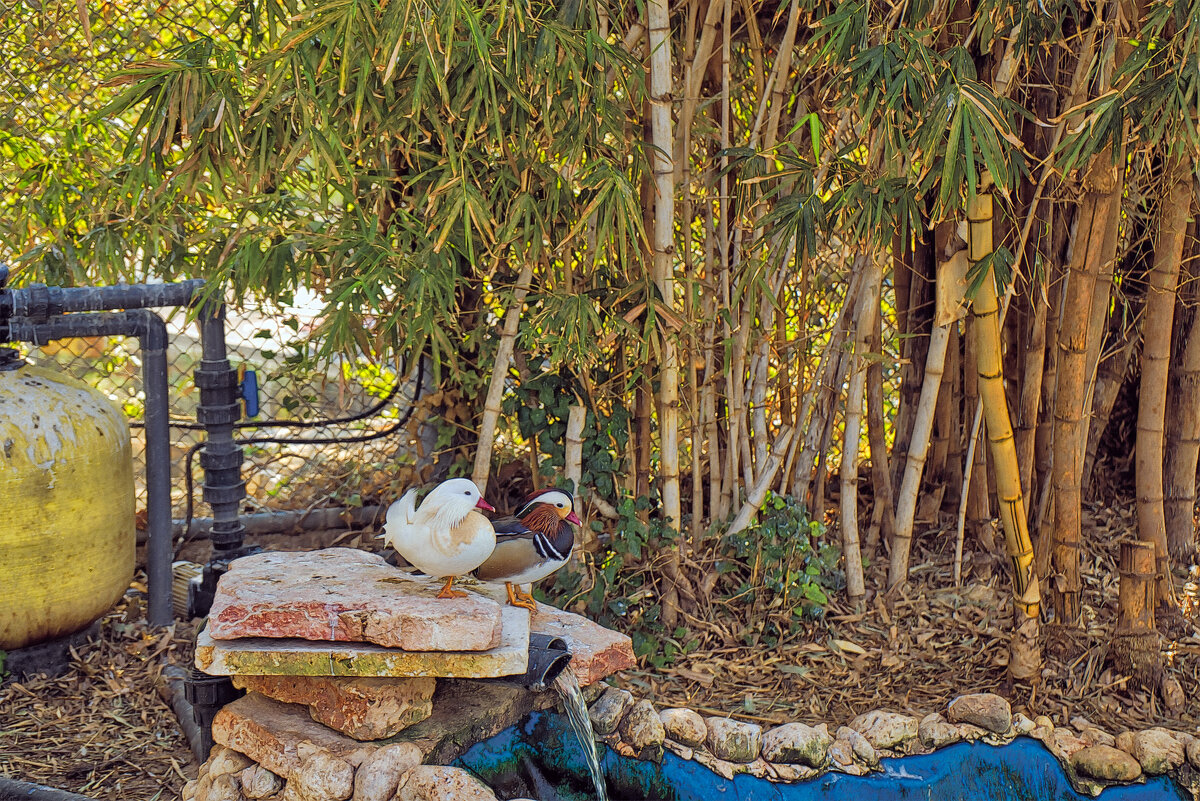 Утки Мандаринки *Зоопарк  -Хайфа - ujgcvbif 