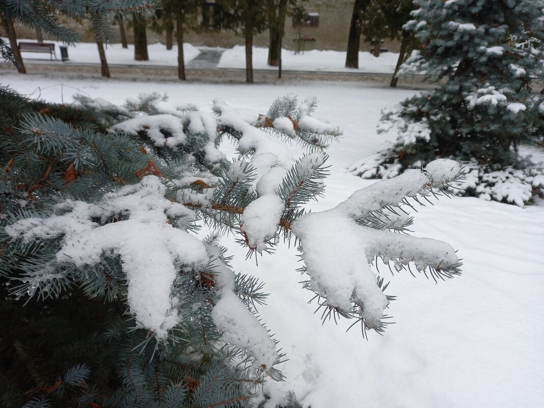 Ёлочка - BoxerMak Mak