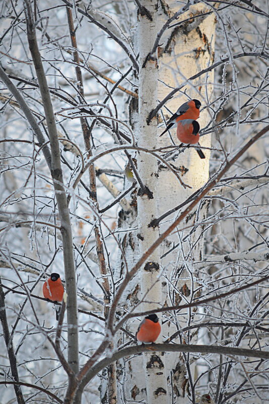 Лесной этюд - Татьяна Лютаева Лесной этюд - Татьяна Лютаева