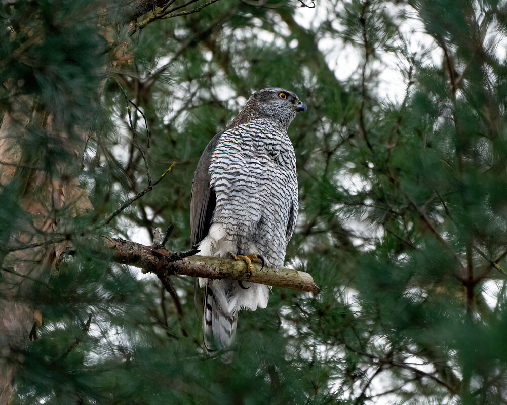 Ястреб тетеревятник - Viktor Makarov