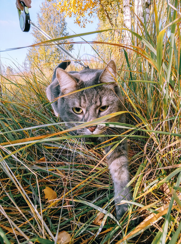 Барсик - Юля Жуковская Барсик - Юля Жуковская